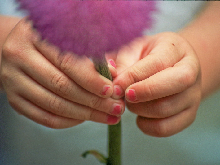 Jimson Weed in hands